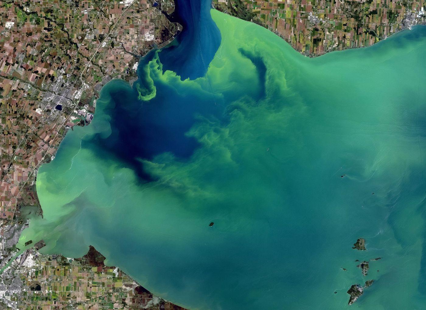 Satellite view of a green algal bloom swirling across a lake, with farmland visible around the shoreline
