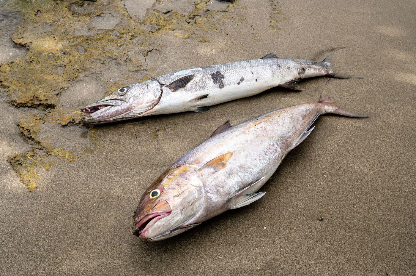 Two dead fish washed up on wet sand beside a patch of algae