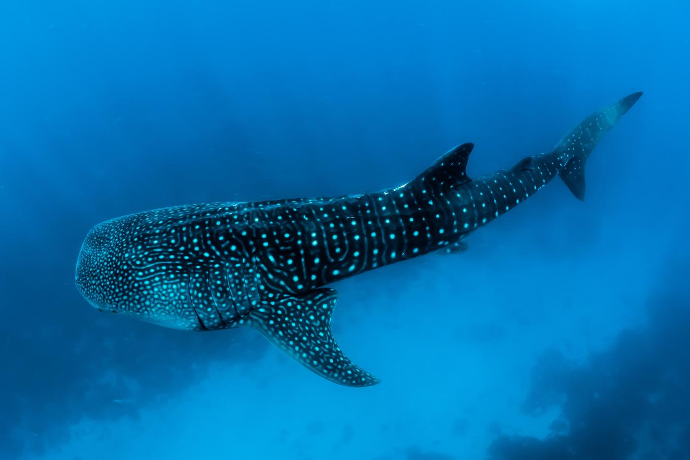 A whale shark cruising just below the surface, its spotted back catching the light