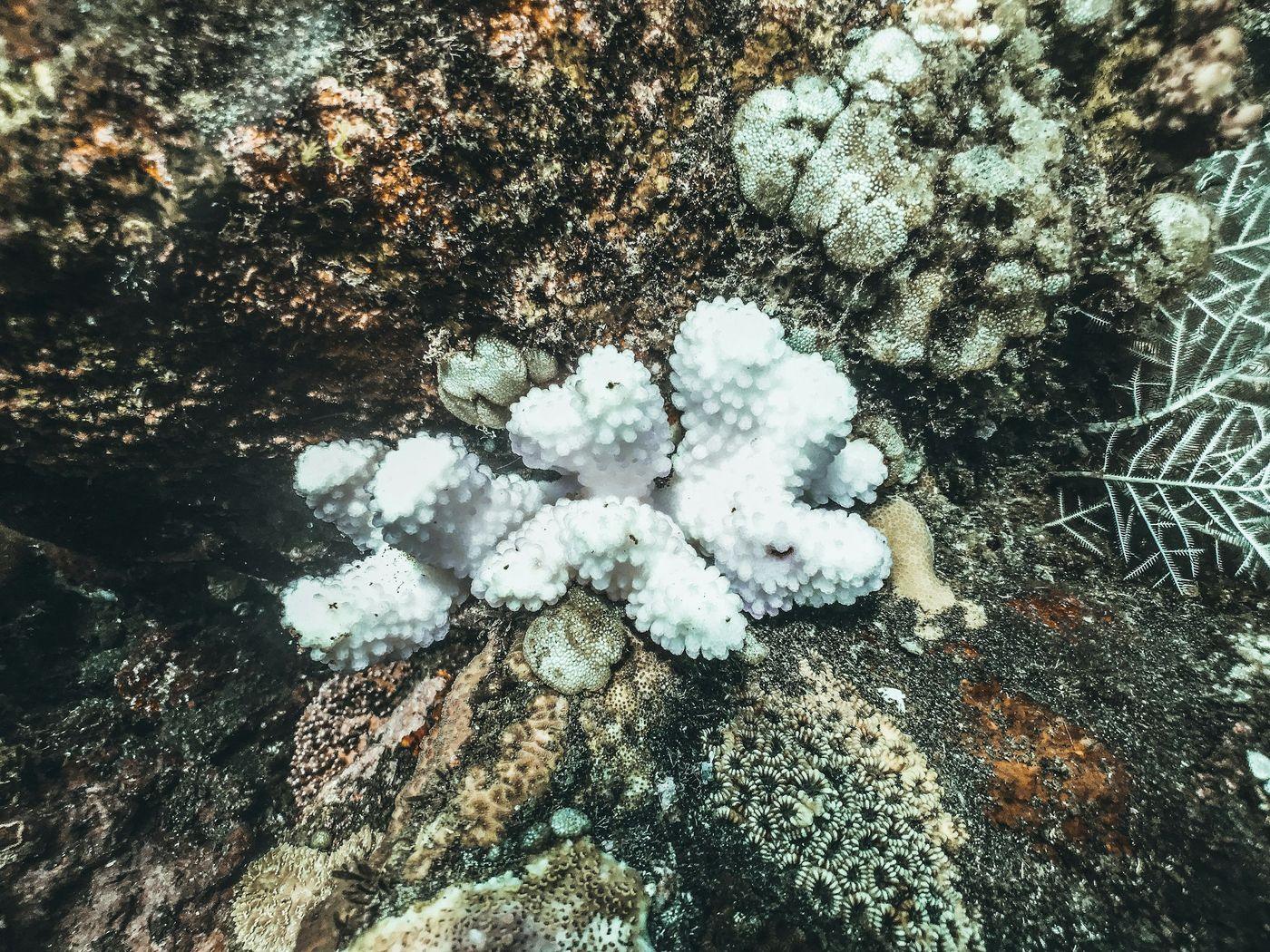 Bone-white bleached coral heads standing among darker colonies that still hold their pigment